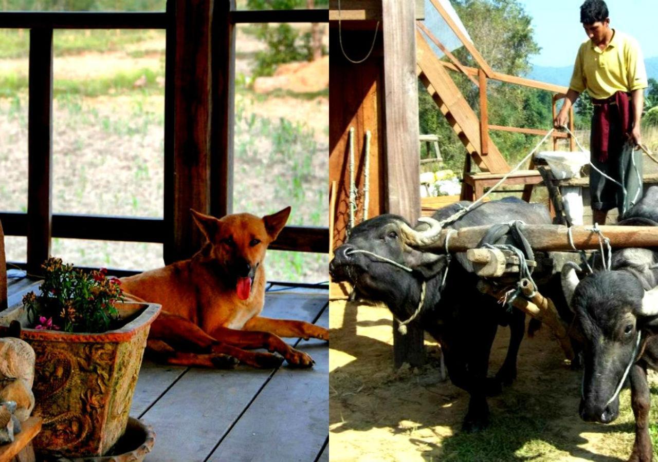 Shanta Ghar A Rustic Guesthouse 奇旺 外观 照片
